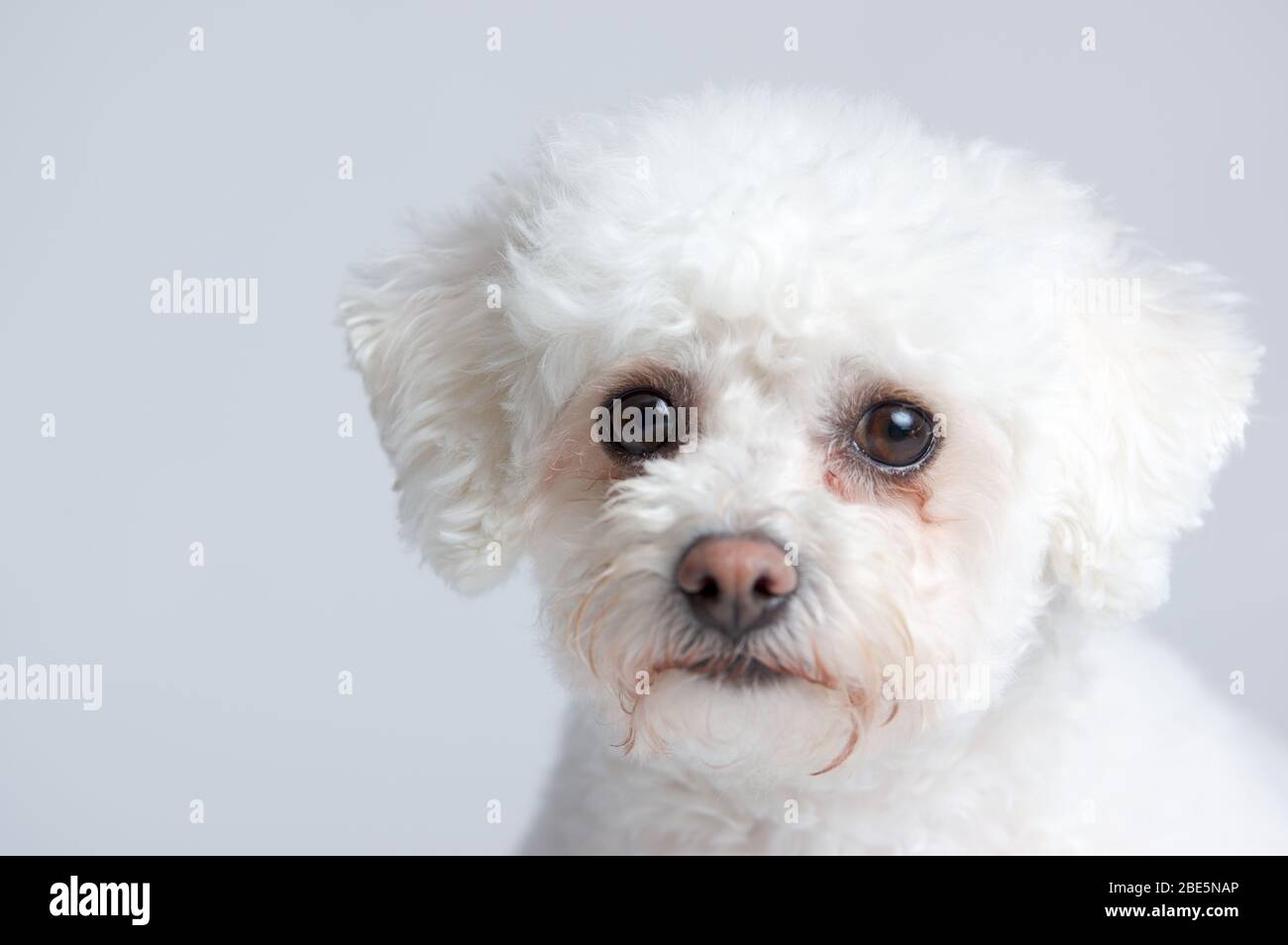 Piccolo, carino, soffice Bichon Frise Dog Foto Stock