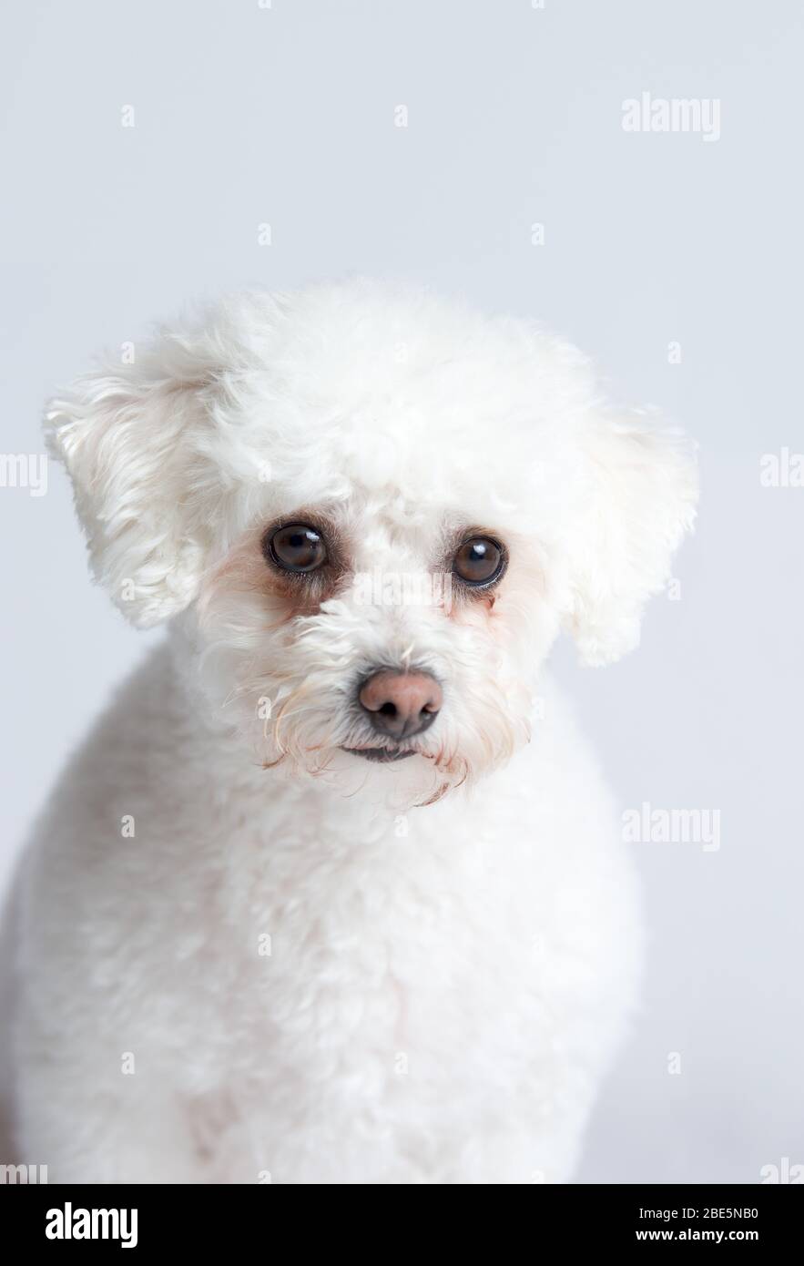 Piccolo, carino, soffice Bichon Frise Dog Foto Stock