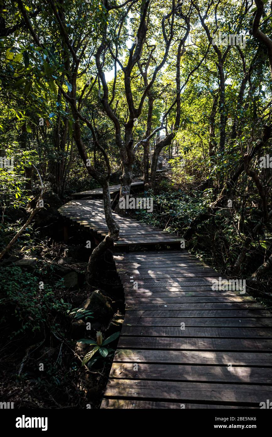 Passerella forestale in legno immagini e fotografie stock ad alta ...