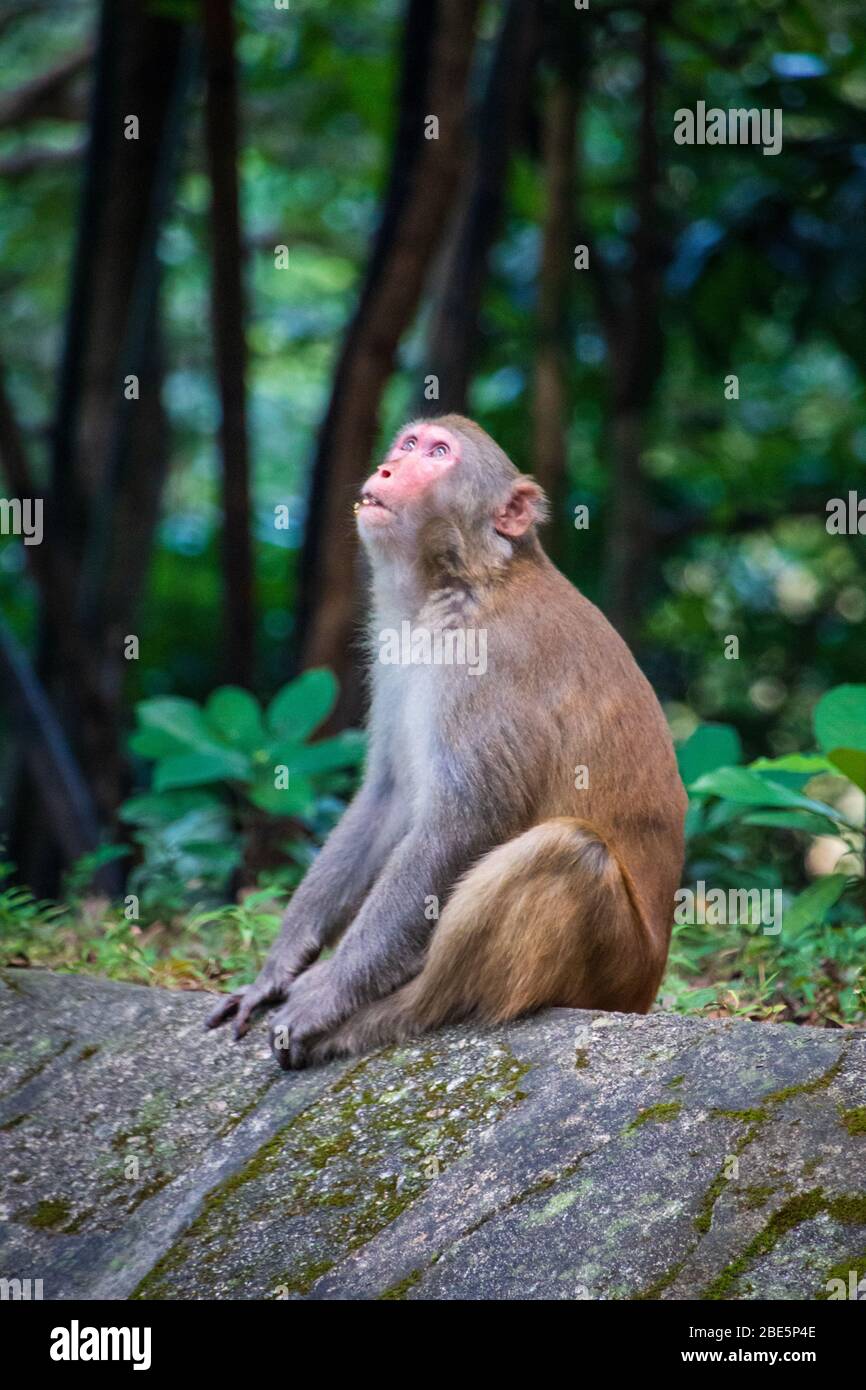 Scimmia rhesus seduta su un bosco in un parco di campagna di Hong Kong Foto Stock
