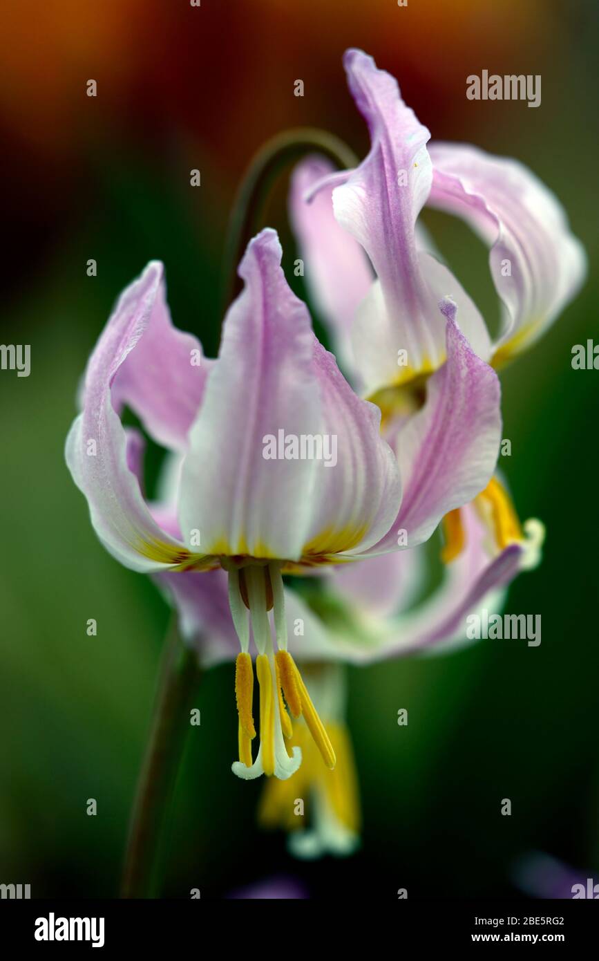 Eritronium Cascade Sunset Strain, Soft Pink fiori, giardino di legno, ombra, ombreggiato, legno, dente del cane viola, primavera, fiori, fiore, fioritura, RM Flor Foto Stock