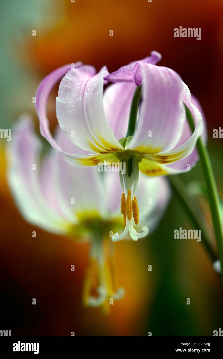 Eritronium Cascade Sunset Strain, Soft Pink fiori, giardino di legno, ombra, ombreggiato, legno, dente del cane viola, primavera, fiori, fiore, fioritura, RM Flor Foto Stock
