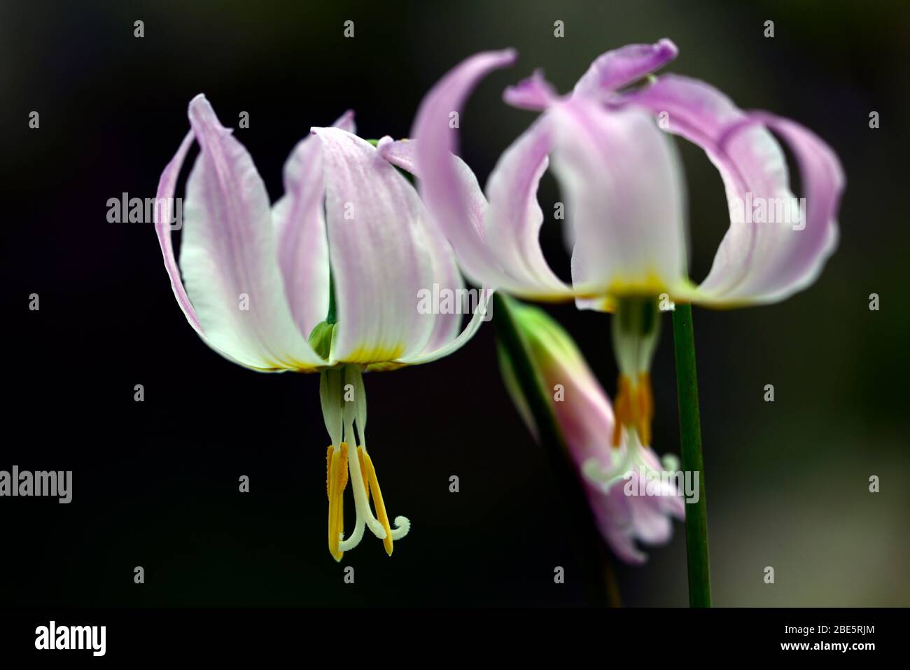 Eritronium Cascade Sunset Strain, Soft Pink fiori, giardino di legno, ombra, ombreggiato, legno, dente del cane viola, primavera, fiori, fiore, fioritura, RM Flor Foto Stock