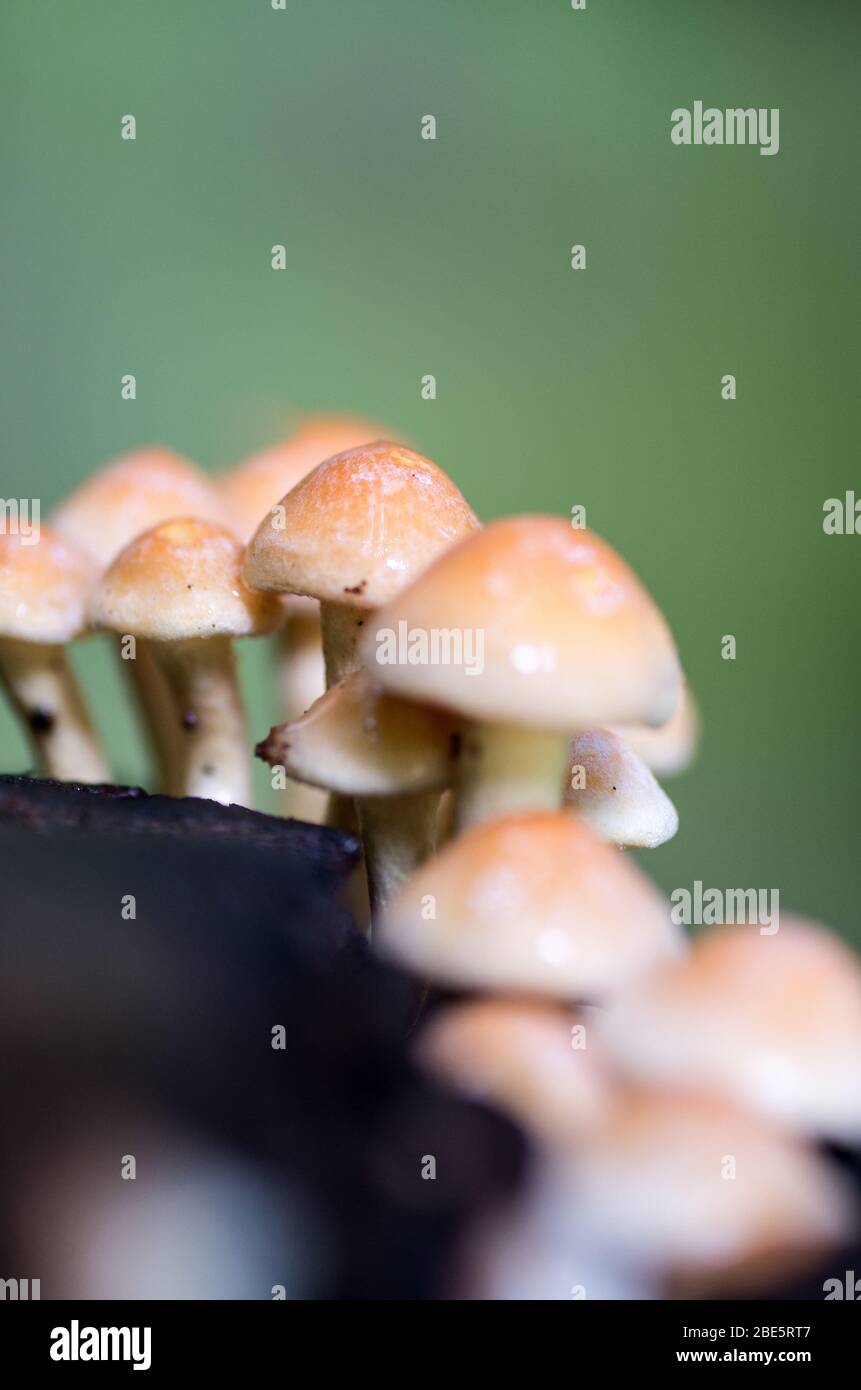 Funghi in miniatura fiabeschi che crescono nel bosco e nei boschi Foto Stock