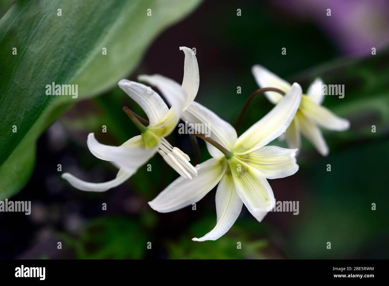 eritronio, giglio fawn, viola dogstooth, fiori bianchi, vista dall'alto, guardando giù su fiori, fioritura, grumo, legno, boschi, boschi, ombra, ombreggiato, s. Foto Stock