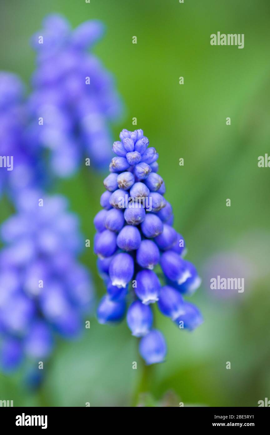Inglese Bluebells di bosco in fiore durante la primavera Foto Stock