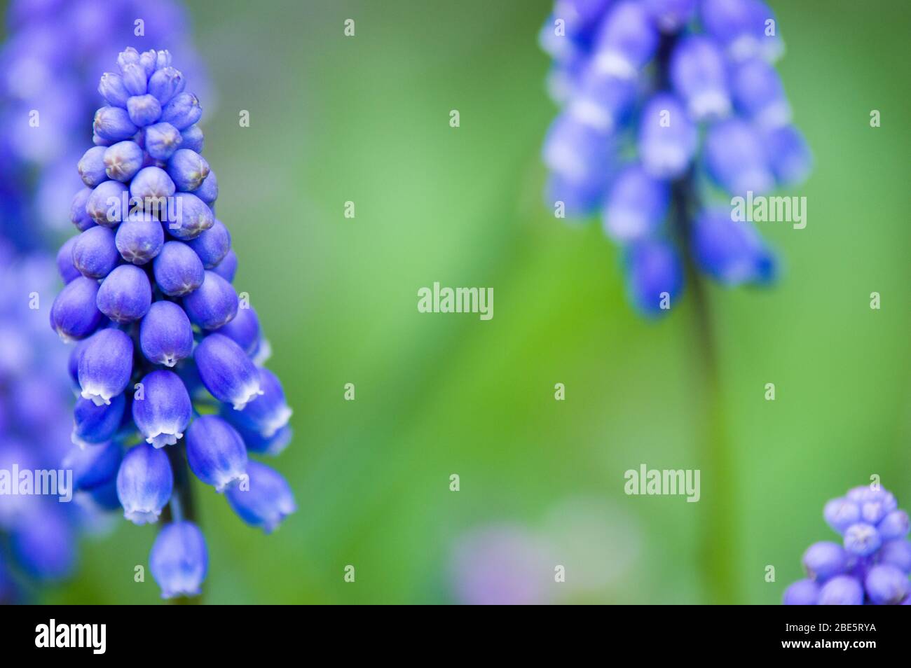 Inglese Bluebells di bosco in fiore durante la primavera Foto Stock