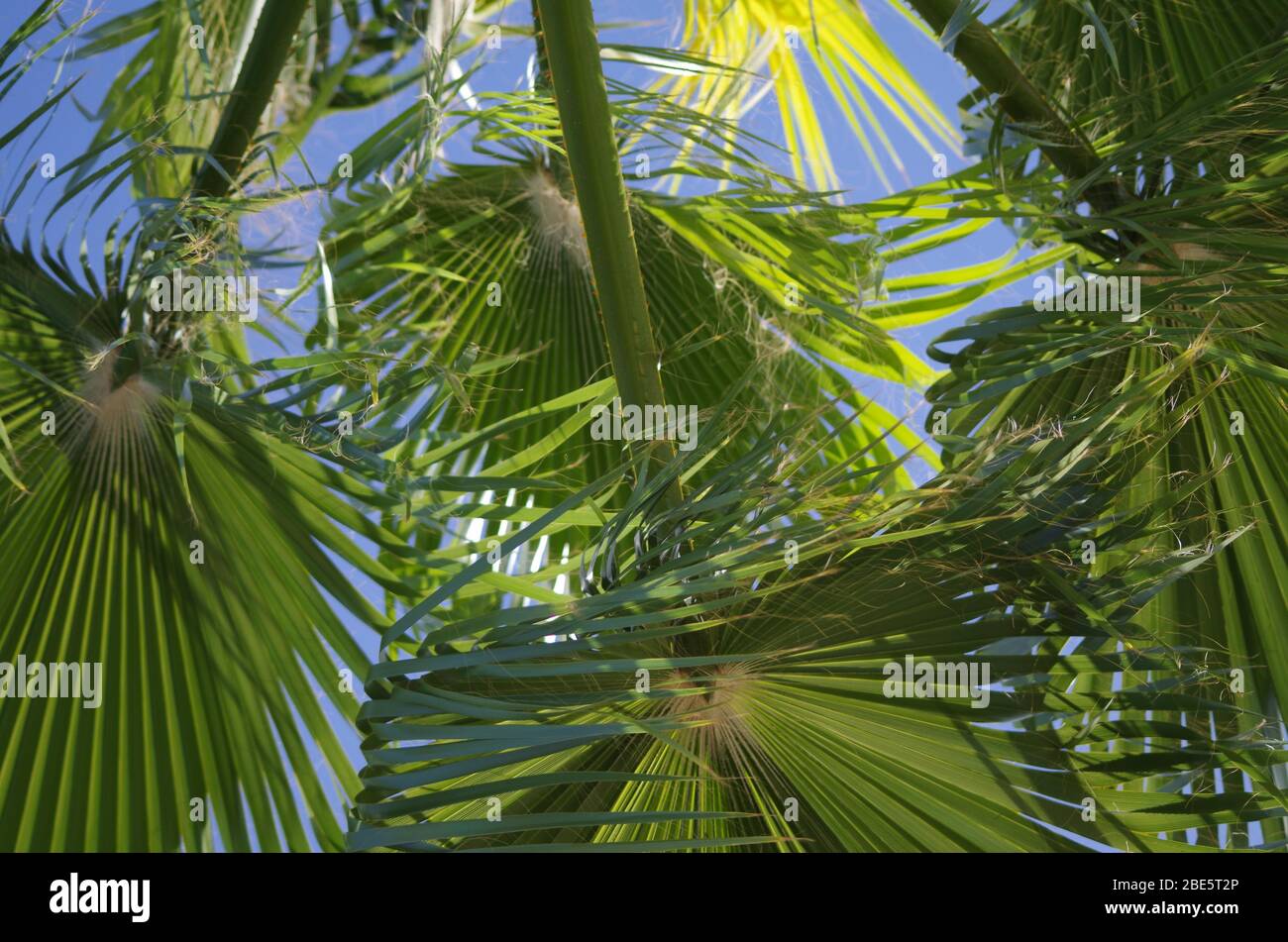 Palma - Arecaceae è una famiglia di fioritura perenne Piante nell'ordine monocotolo Arecale Foto Stock