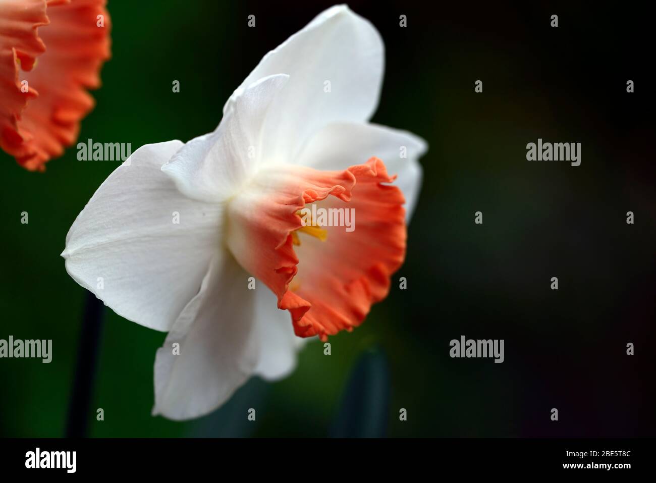 narcissus rosa fascino, daffodil, petali bianchi, salmone-arancio albicocca tromba, fiori, narcisi, narcisi, narcisi, primavera, giardino, RM floreale Foto Stock