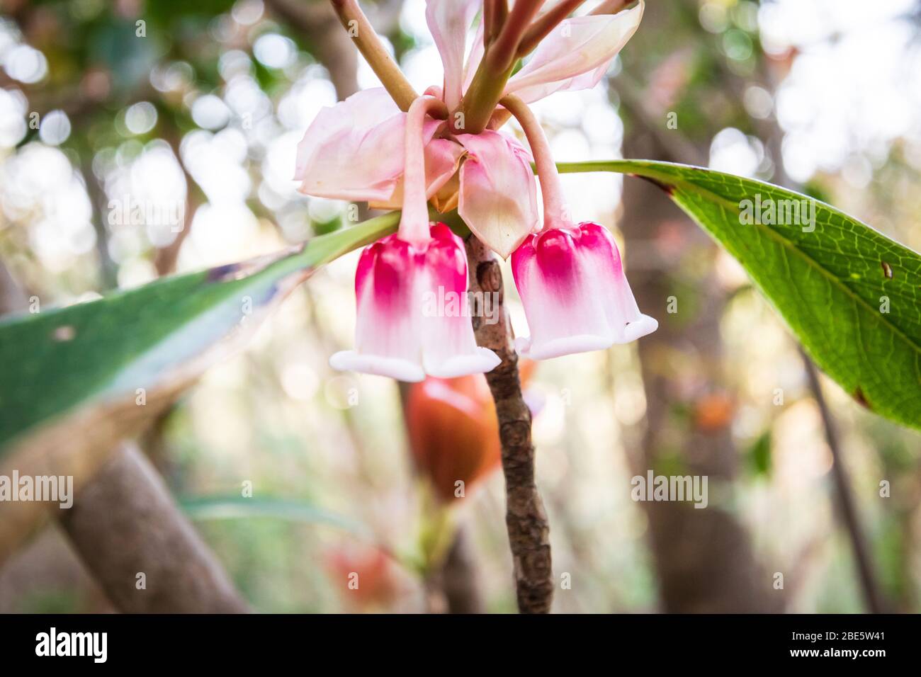 Fiore di campana cinese nel lato paese di Hong Kong Foto Stock