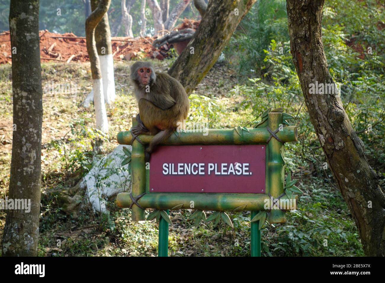 Amonkey seduto su un cartello "Silence Please" nello zoo di Assam, Guwahati, Assam, India Foto Stock