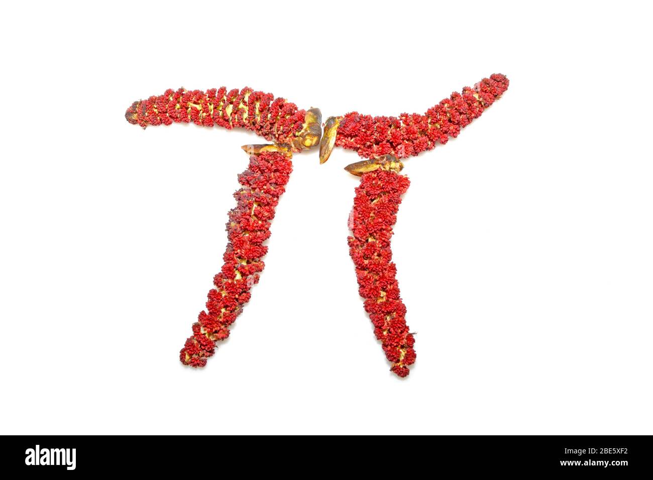 pioppi fiore-simile su sfondo bianco. Foto scattate in condizioni di illuminazione interna. Foto Stock