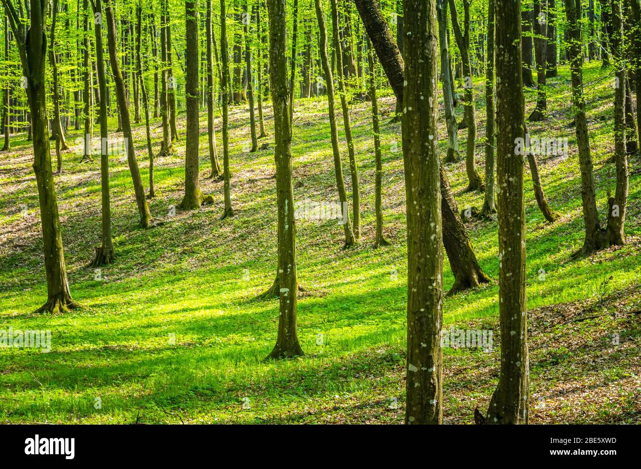 Bella foresta naturale in una mattinata di primavera appannata con raggi del sole Foto Stock