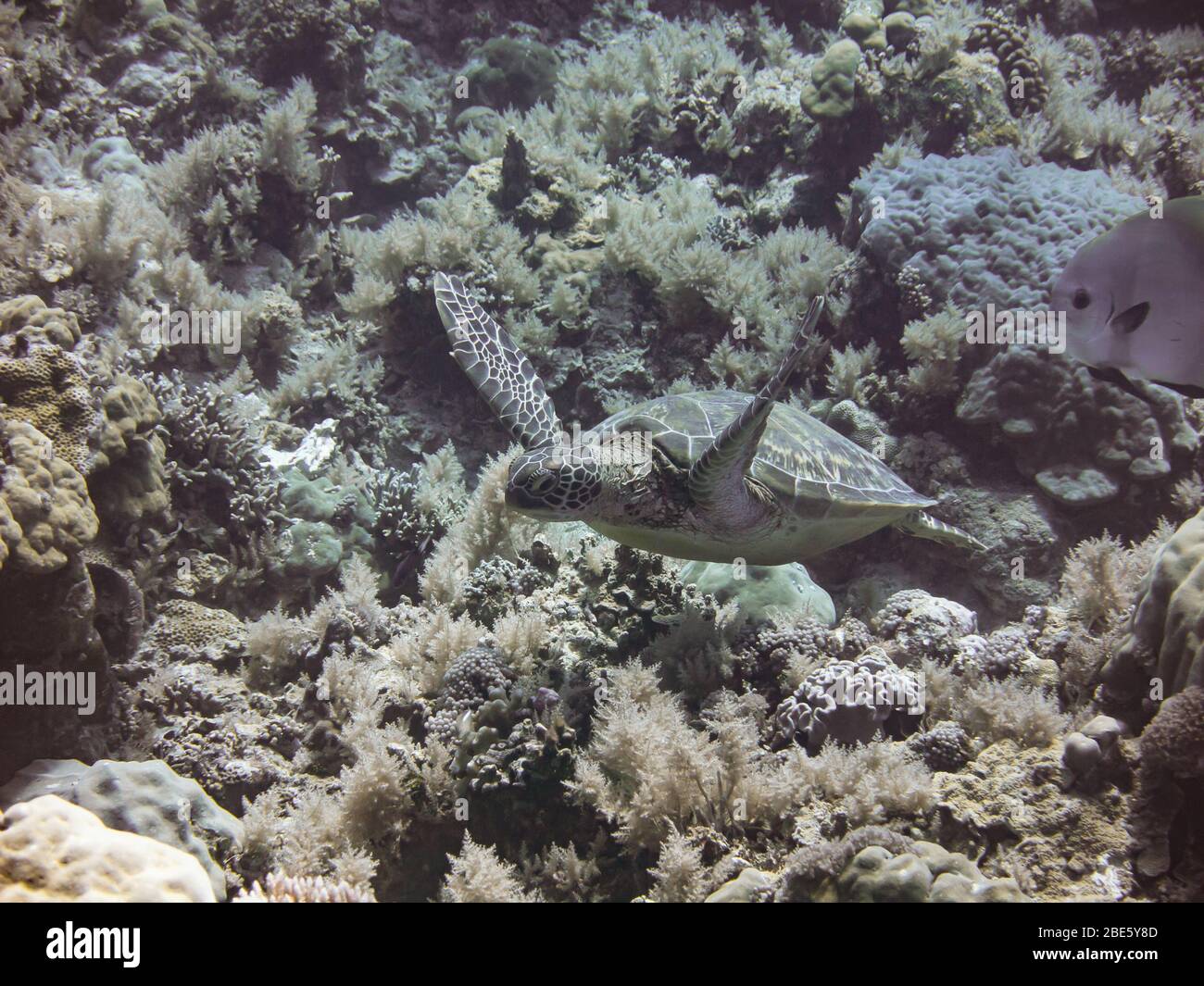 Tartarughe marine che nuotano nell'oceano di Palau, Pacifico Foto Stock