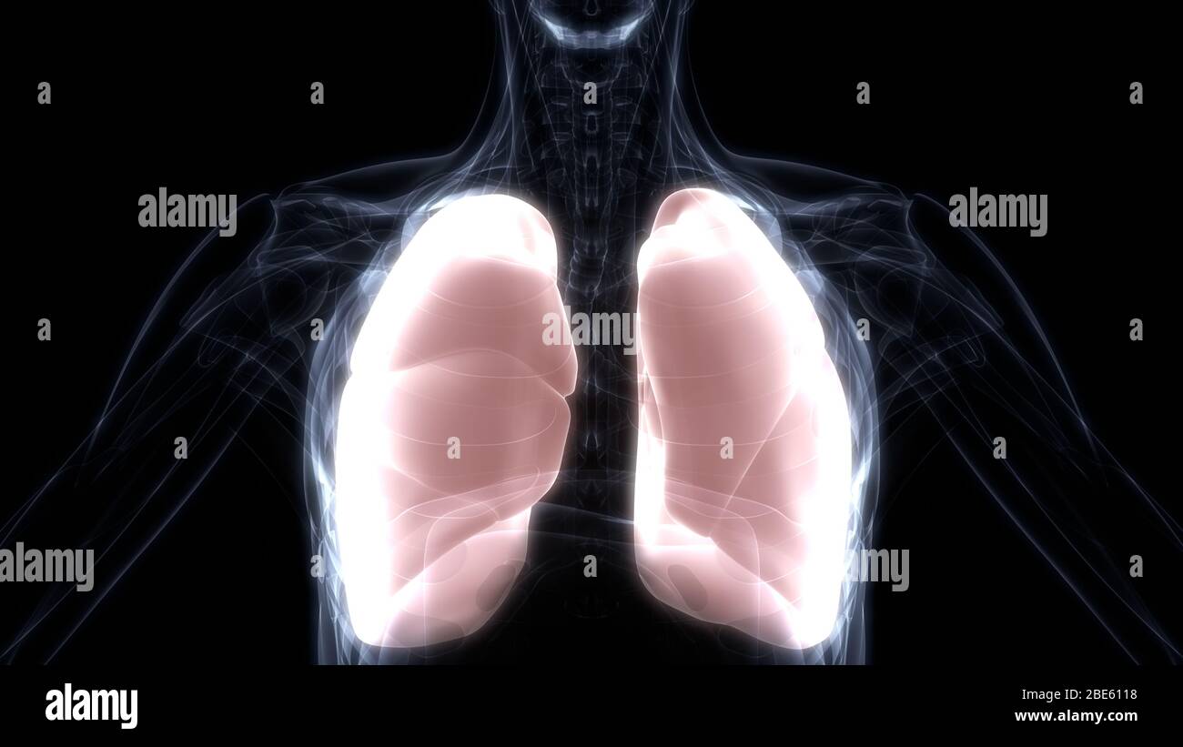 Polmoni Parte del rendering 3D con raggi X per anatomia del sistema respiratorio umano Foto Stock