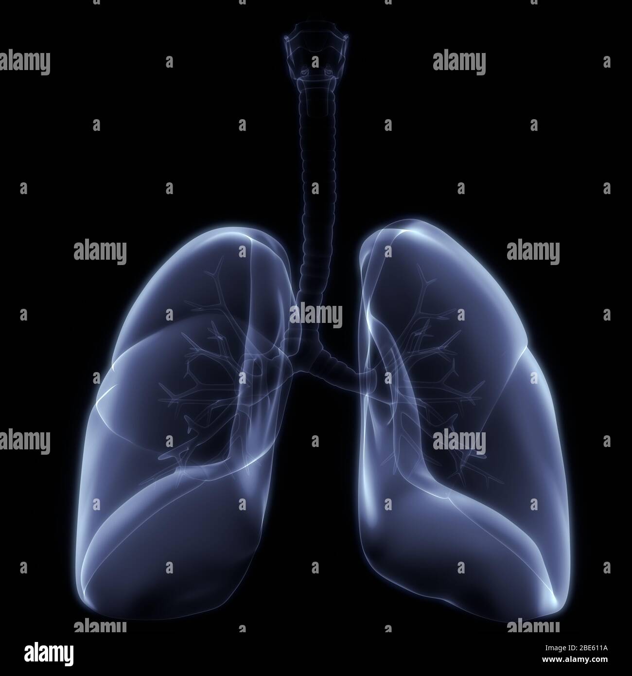 Polmoni Parte del rendering 3D con raggi X per anatomia del sistema respiratorio umano Foto Stock