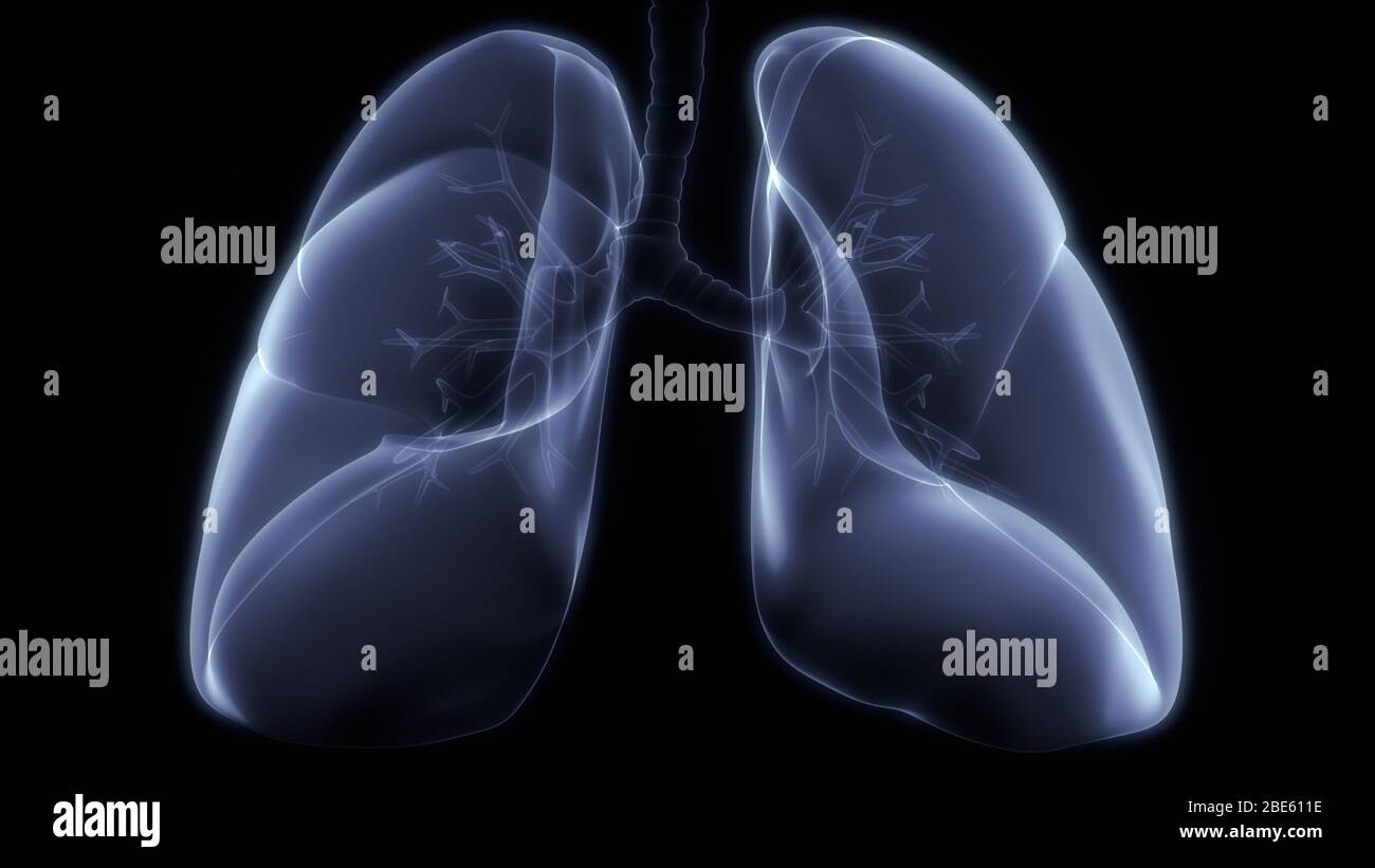 Polmoni Parte del rendering 3D con raggi X per anatomia del sistema respiratorio umano Foto Stock