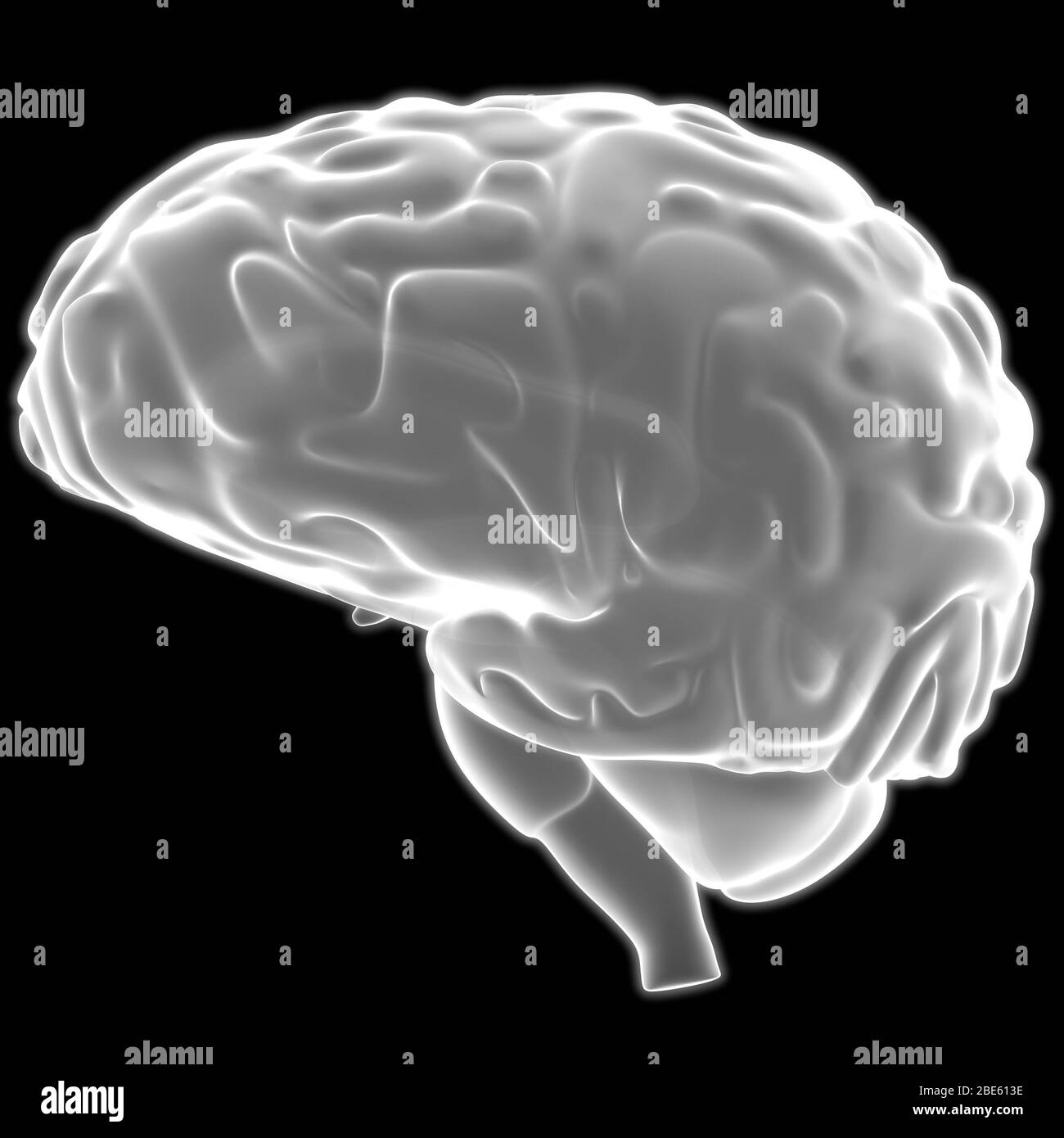 Il cervello è una parte dell'anatomia del sistema nervoso centrale del corpo umano. 3D Foto Stock