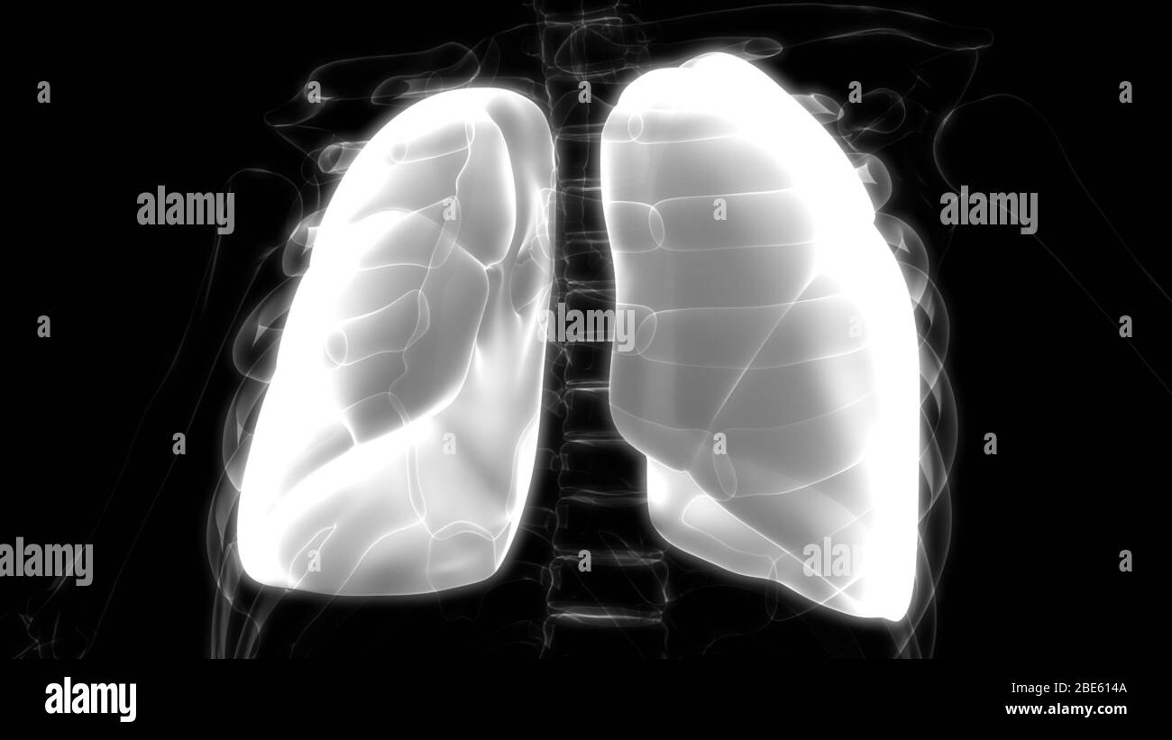 Polmoni Parte del rendering 3D con raggi X per anatomia del sistema respiratorio umano Foto Stock