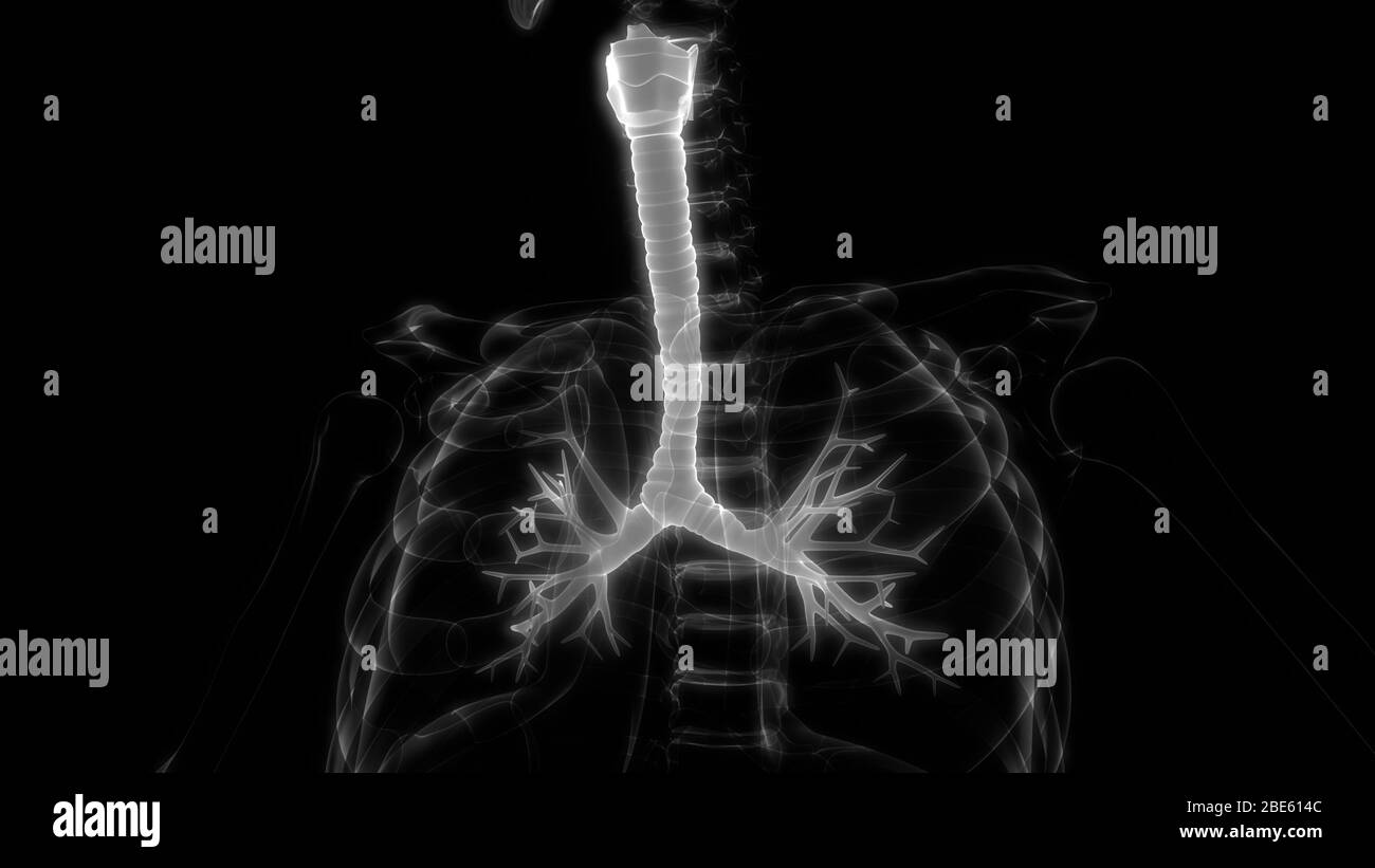 I polmoni fanno parte dell'anatomia del sistema respiratorio umano. 3D Foto Stock