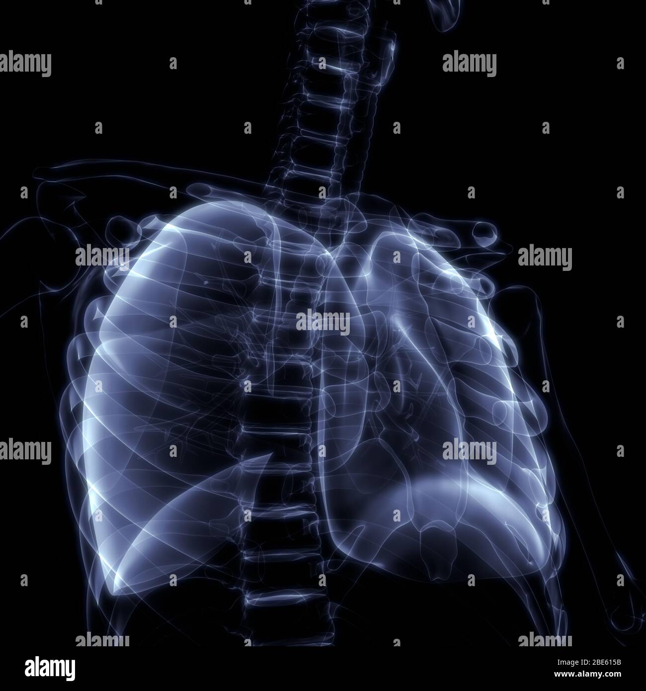 Polmoni Parte del rendering 3D con raggi X per anatomia del sistema respiratorio umano Foto Stock
