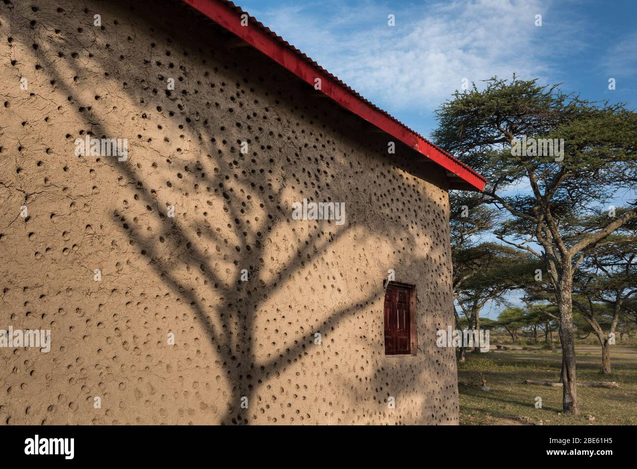 Ombra di acacia cade su muro di fango di casa in composto all'interno del Parco Nazionale Abijata-Shalla, Valle del fiume Omo, Etiopia. Foto Stock