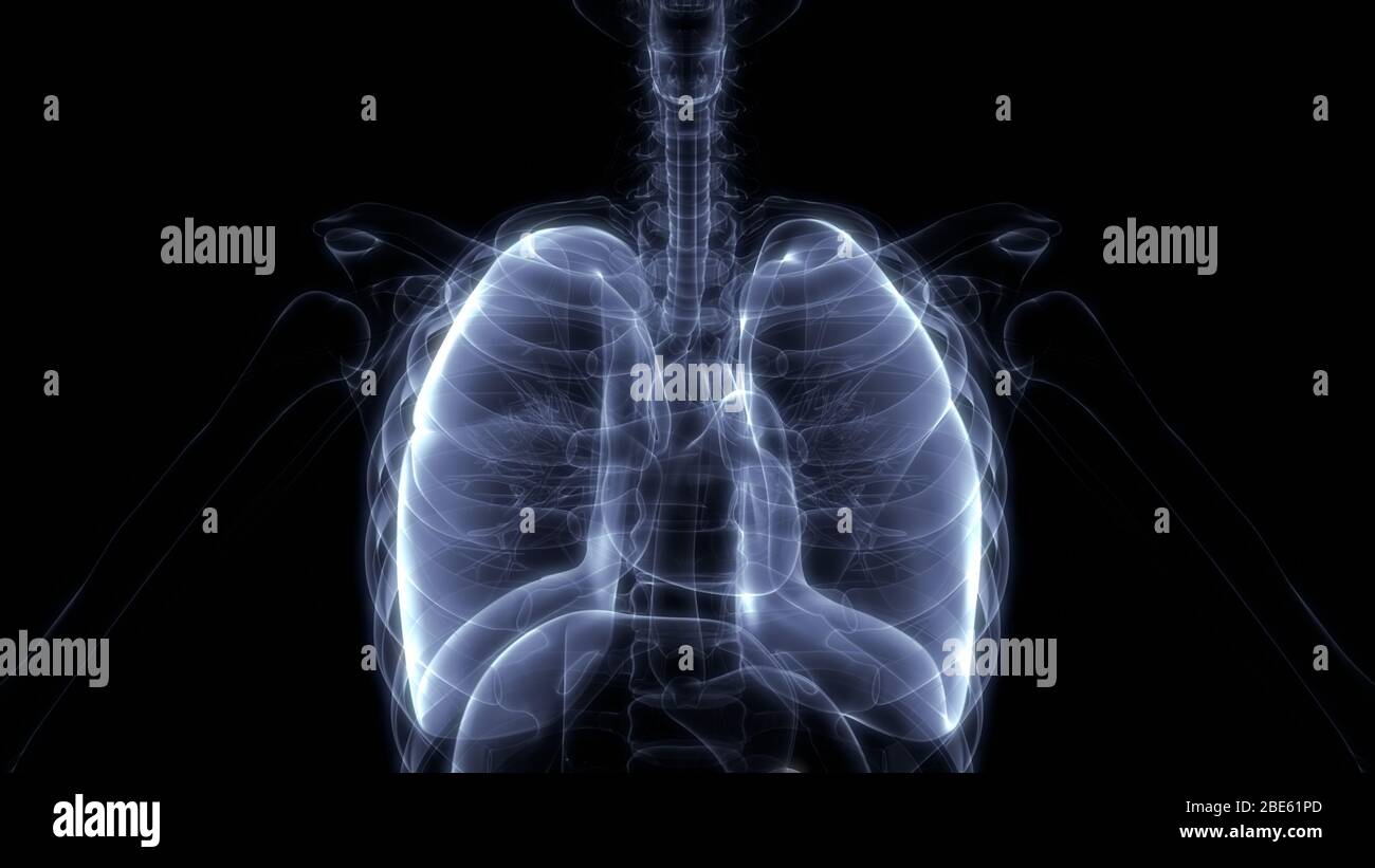 Polmoni Parte del rendering 3D con raggi X per anatomia del sistema respiratorio umano Foto Stock