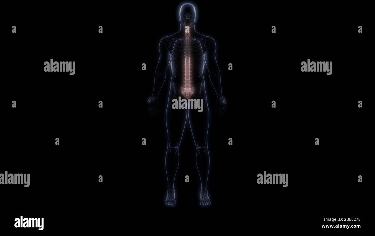 La colonna vertebrale di scheletro umano anatomia del sistema Foto Stock