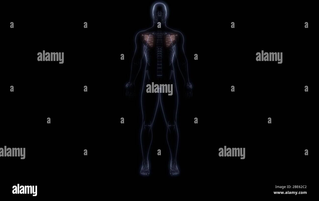 Giunti ossei dell'anatomia del sistema scheletrico umano Foto Stock