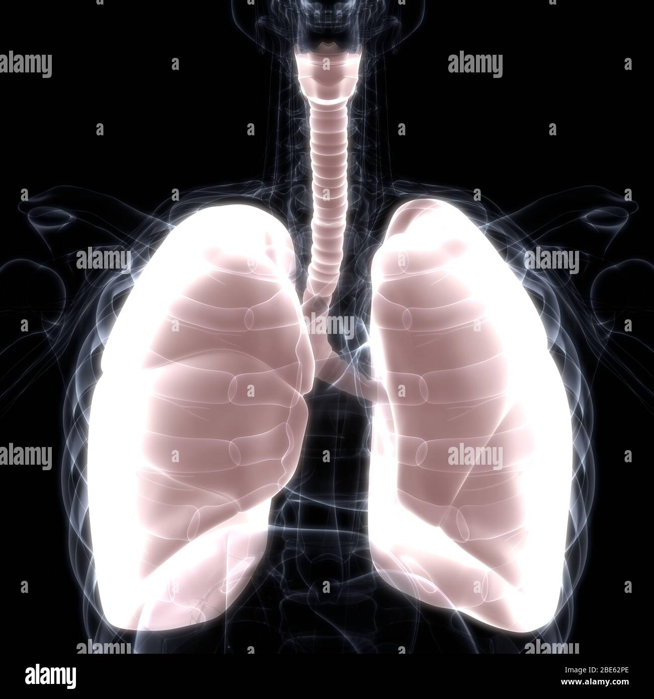 Polmoni Parte del rendering 3D con raggi X per anatomia del sistema respiratorio umano Foto Stock