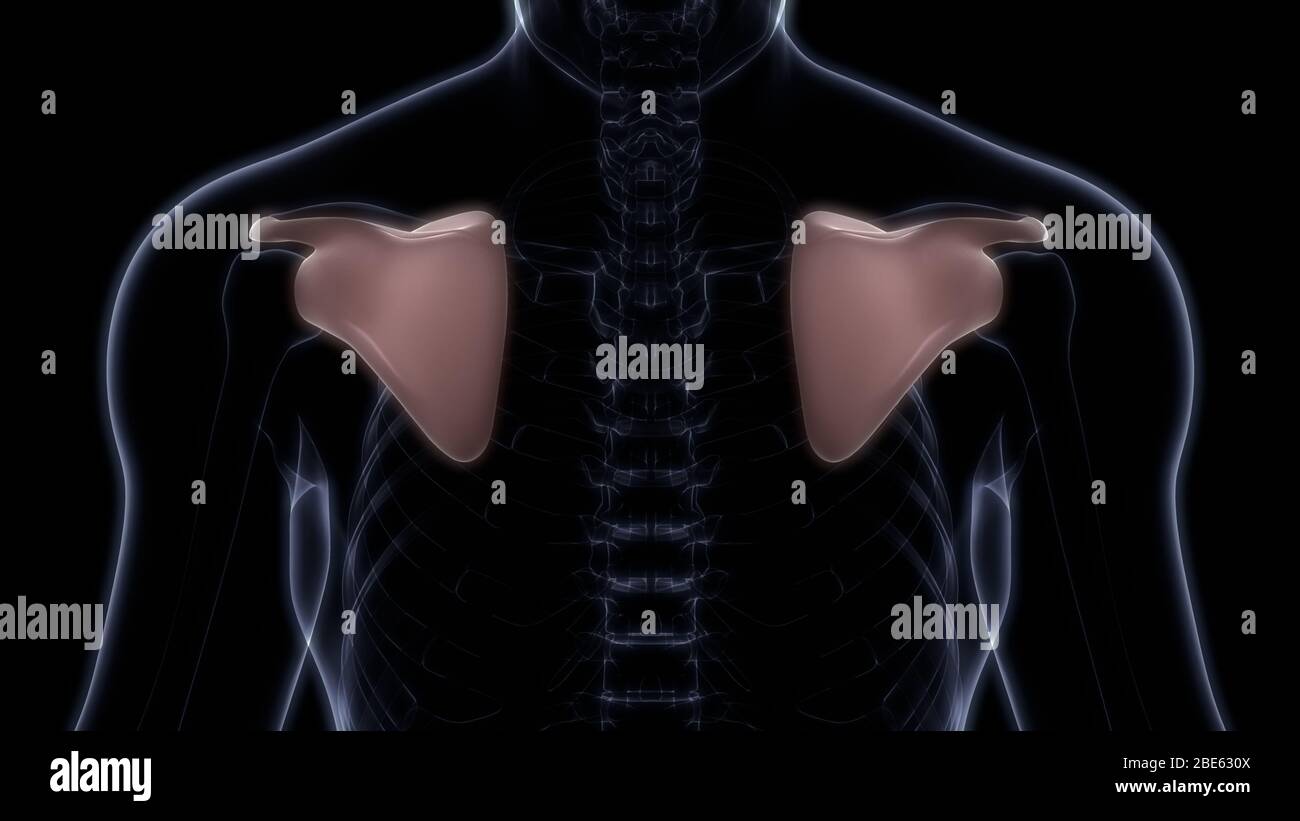 Giunti ossei dell'anatomia del sistema scheletrico umano Foto Stock