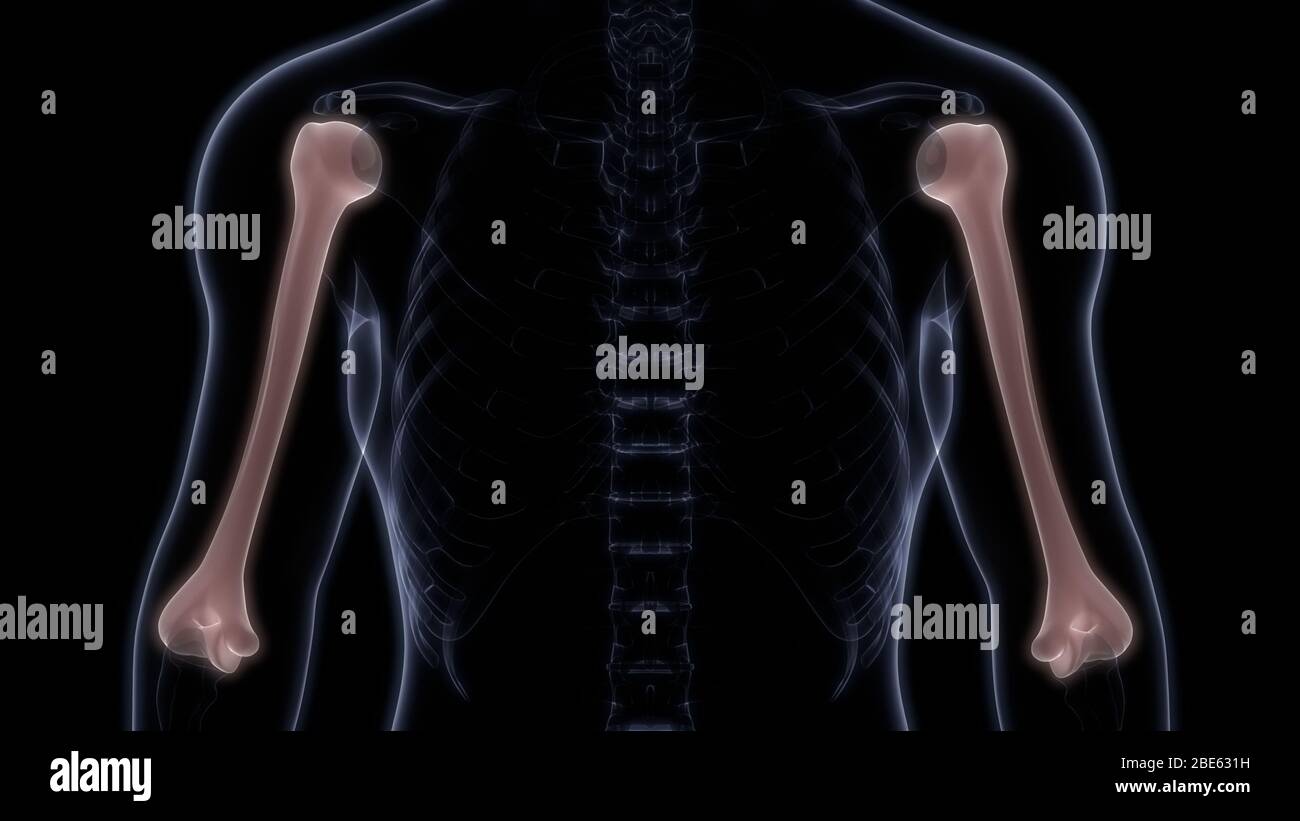 Giunti ossei dell'anatomia del sistema scheletrico umano Foto Stock