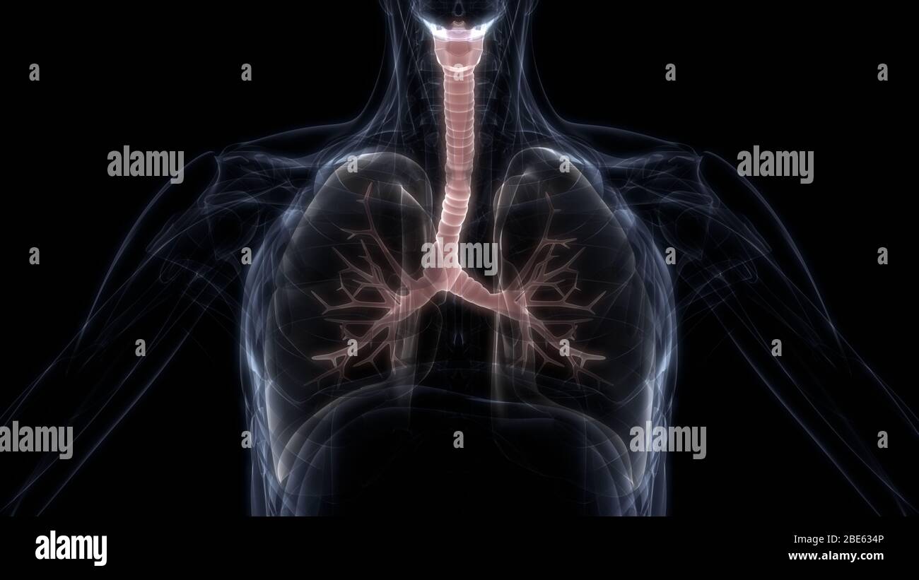 Polmoni Parte del rendering 3D con raggi X per anatomia del sistema respiratorio umano Foto Stock