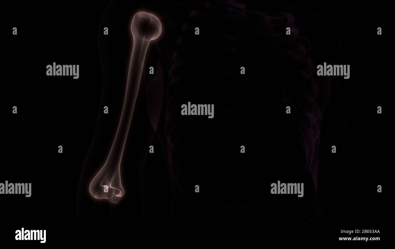 Giunti ossei dell'anatomia del sistema scheletrico umano Foto Stock
