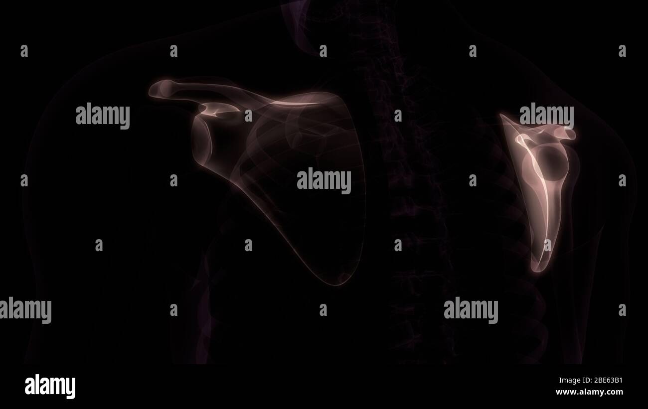 Giunti ossei dell'anatomia del sistema scheletrico umano Foto Stock