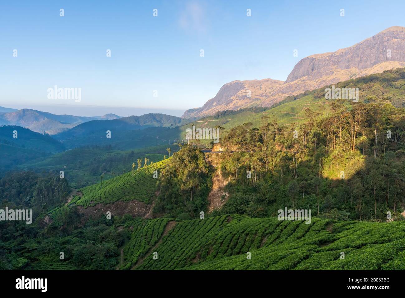 Le splendide tenute del tè e le colline in vista nella splendida città di Munnar in Kerala, India. La bella luce del sole del mattino illumina parte della scena. Foto Stock