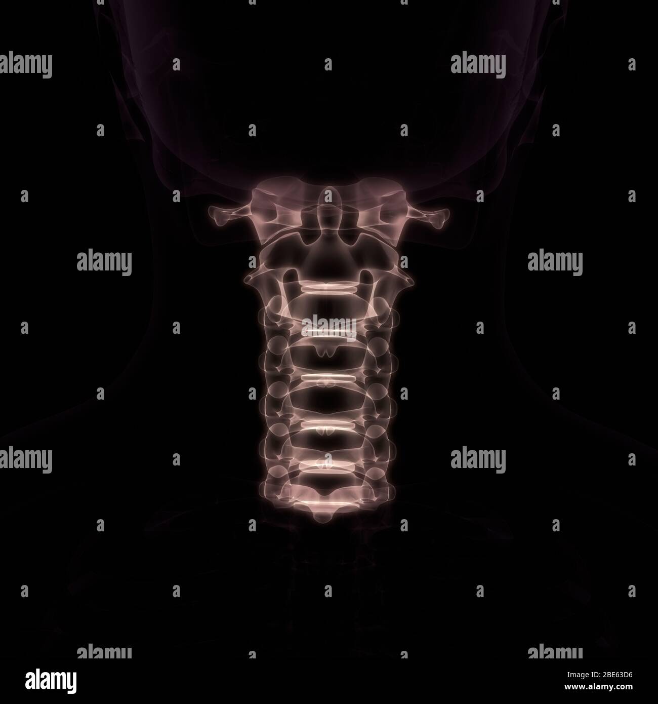 La colonna vertebrale di scheletro umano anatomia del sistema Foto Stock