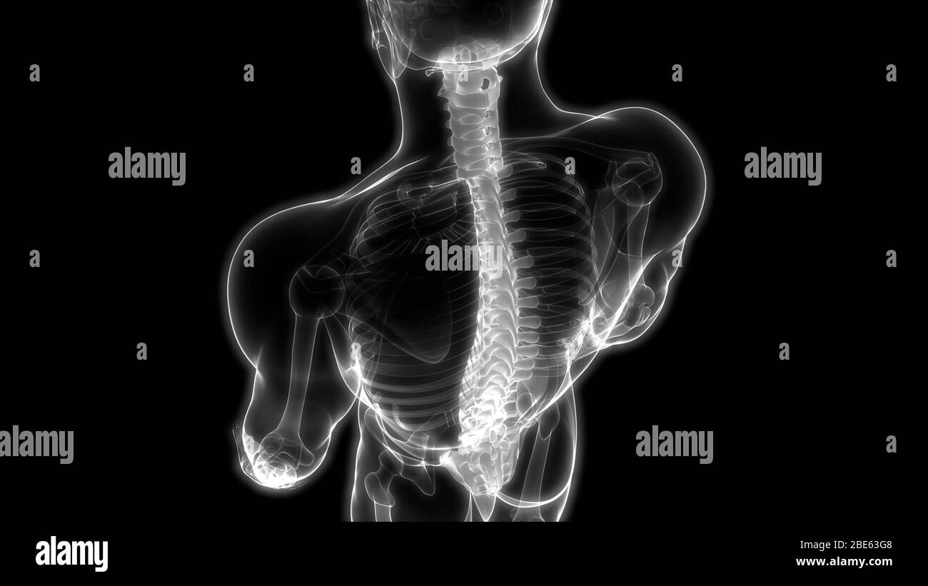 La colonna vertebrale di scheletro umano anatomia del sistema Foto Stock