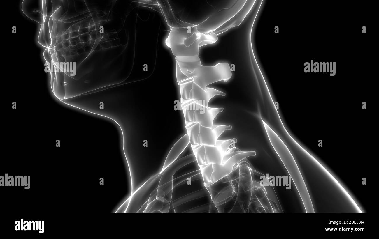 La colonna vertebrale di scheletro umano anatomia del sistema Foto Stock