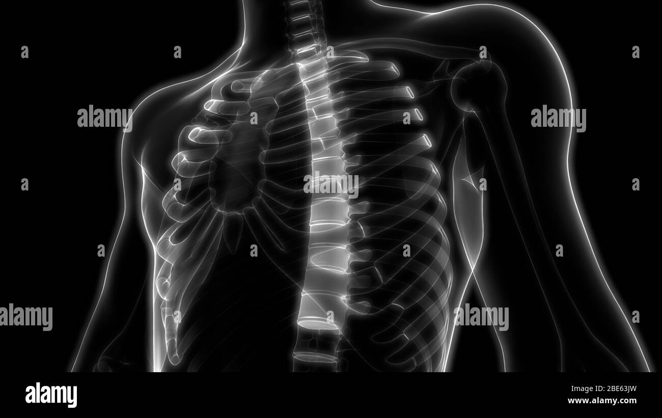 La colonna vertebrale di scheletro umano anatomia del sistema Foto Stock