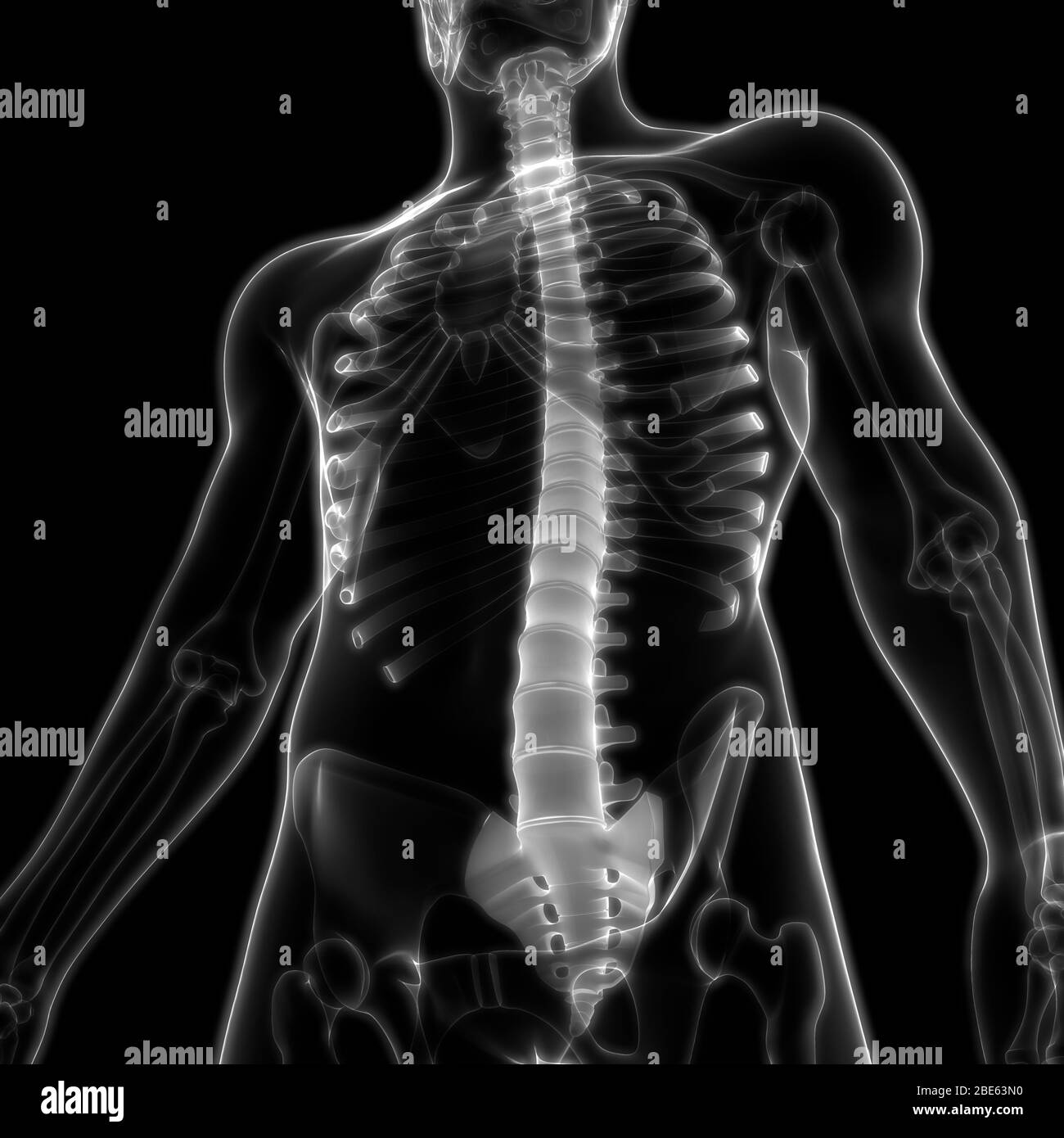 La colonna vertebrale di scheletro umano anatomia del sistema Foto Stock