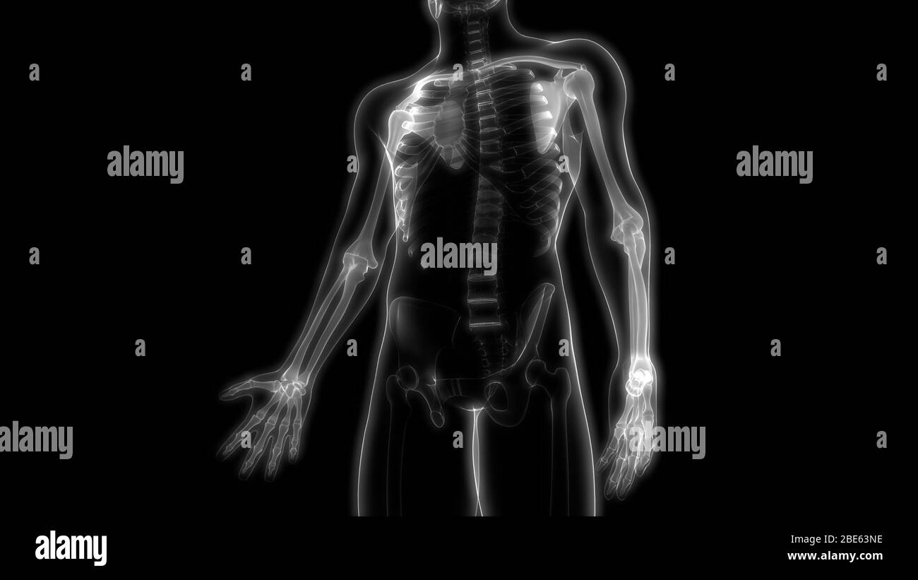 Giunti ossei dell'anatomia del sistema scheletrico umano Foto Stock