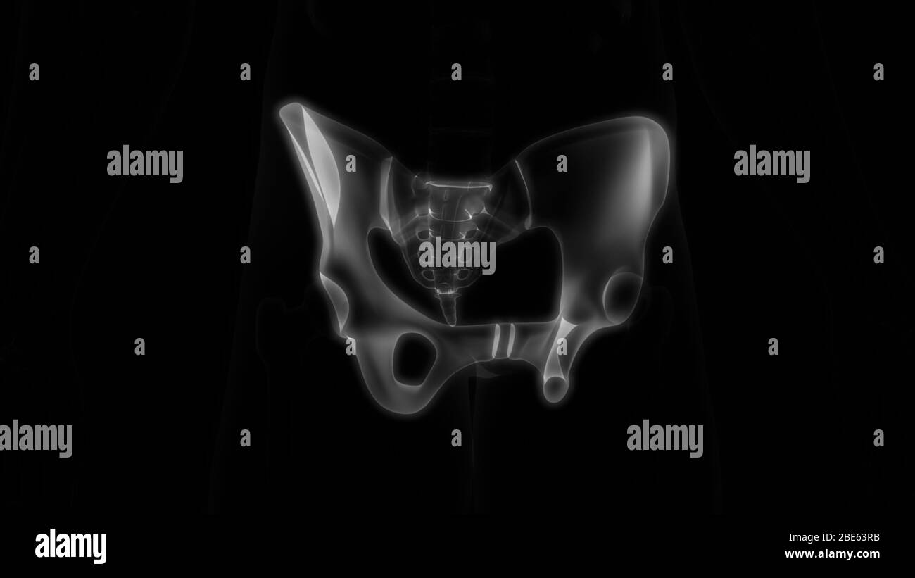 Giunti ossei dell'anatomia del sistema scheletrico umano Foto Stock