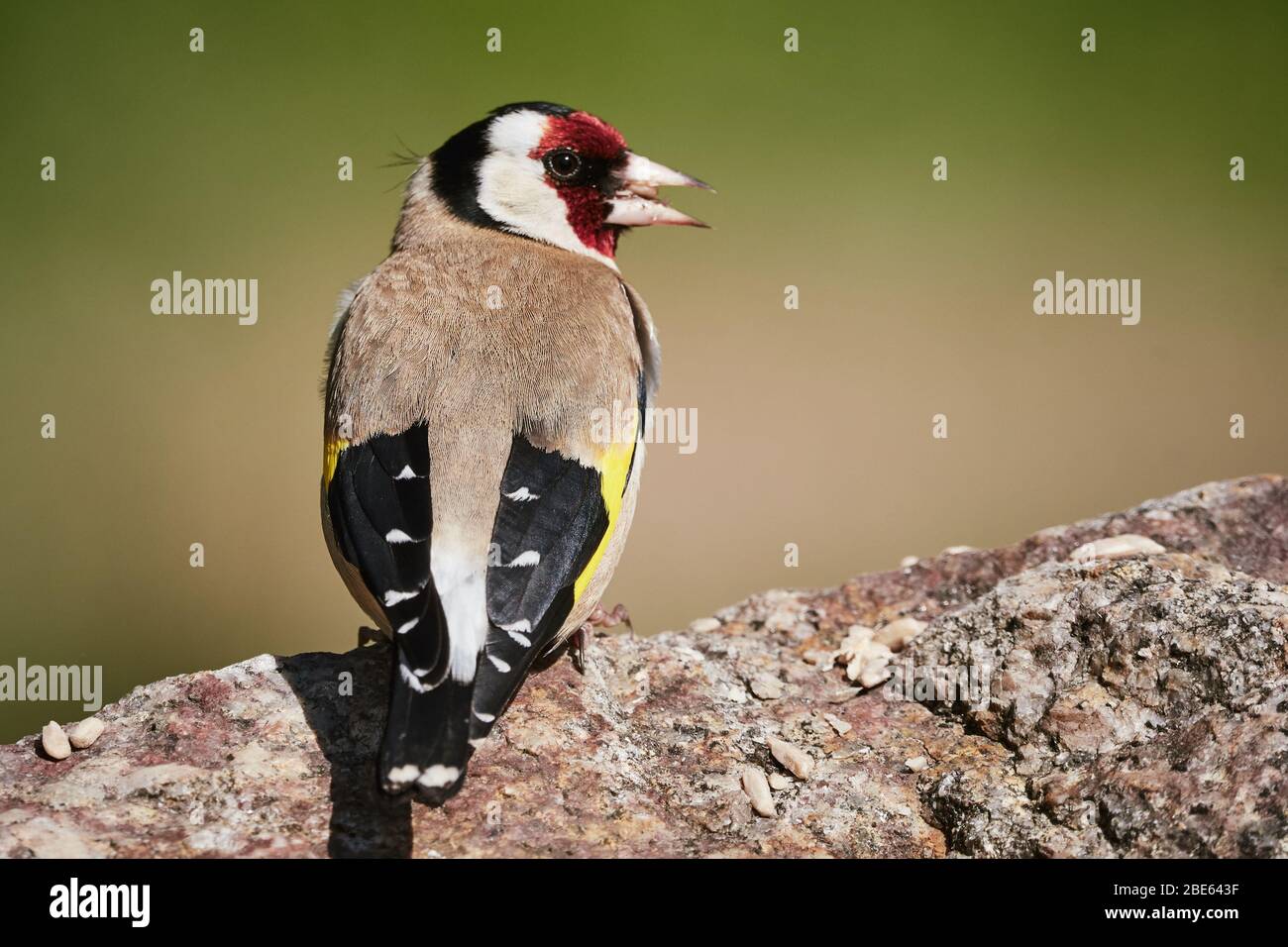 Il fingoldfinch europeo (Carduelis carduelis) si trova su una roccia nella natura e mangia il cibo del birdfood Foto Stock