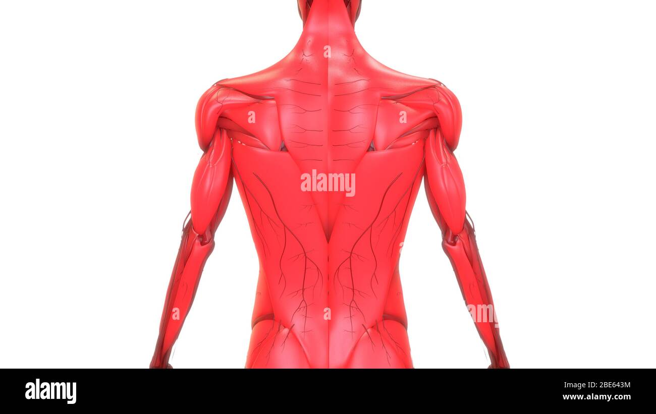 Rendering 3d dell'anatomia del sistema muscolare del corpo umano Foto Stock