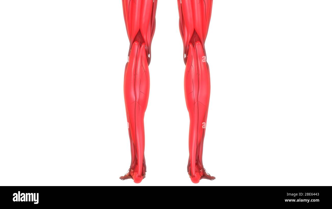 Rendering 3d dell'anatomia del sistema muscolare del corpo umano Foto Stock