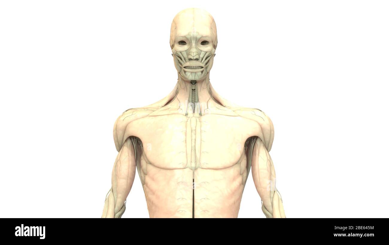 Rendering 3d dell'anatomia del sistema muscolare del corpo umano Foto Stock