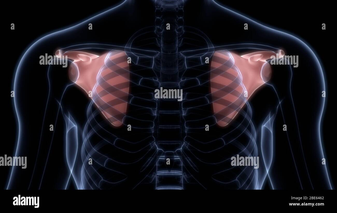 Giunti ossei dell'anatomia del sistema scheletrico umano Foto Stock