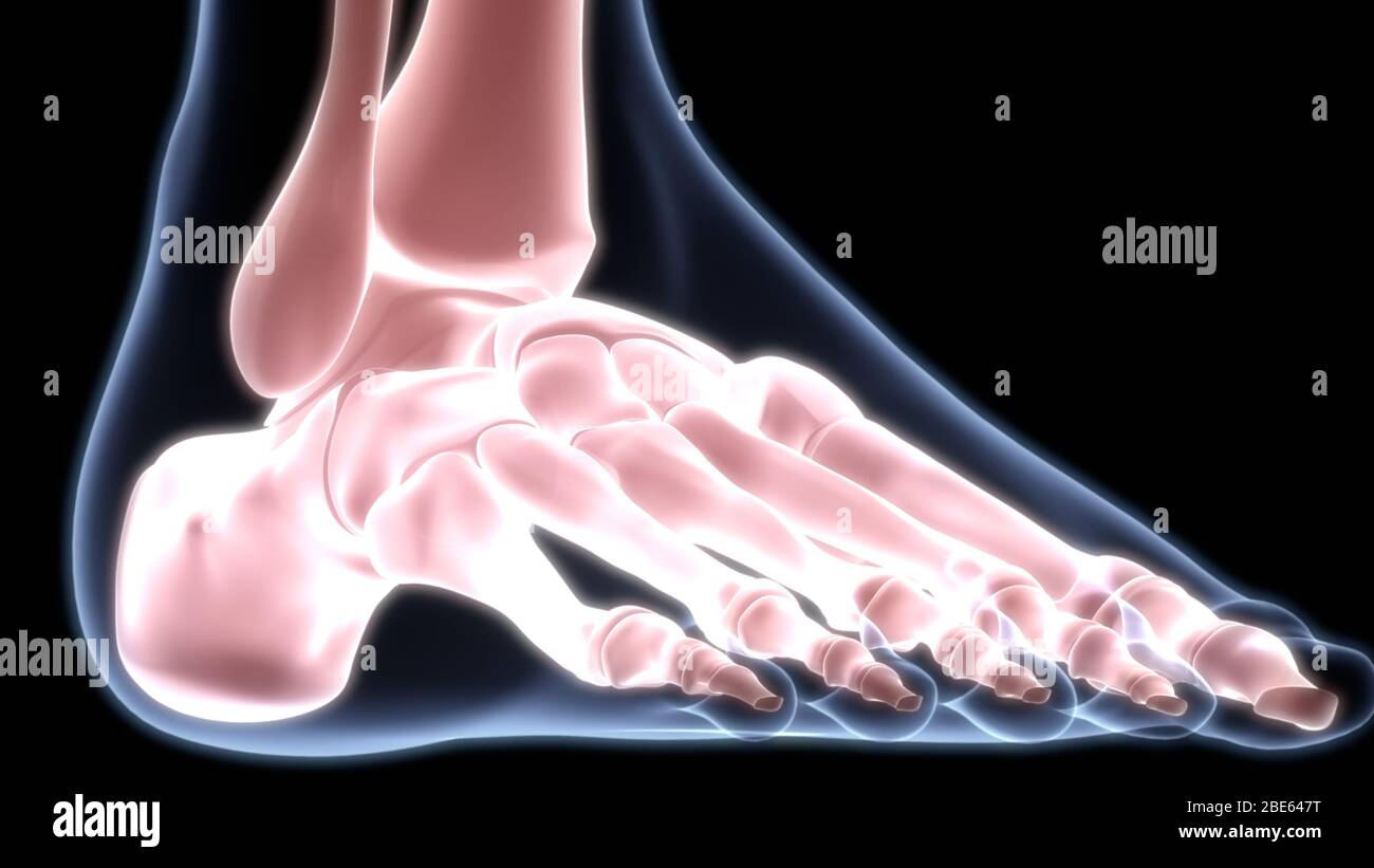 Giunti ossei dell'anatomia del sistema scheletrico umano Foto Stock