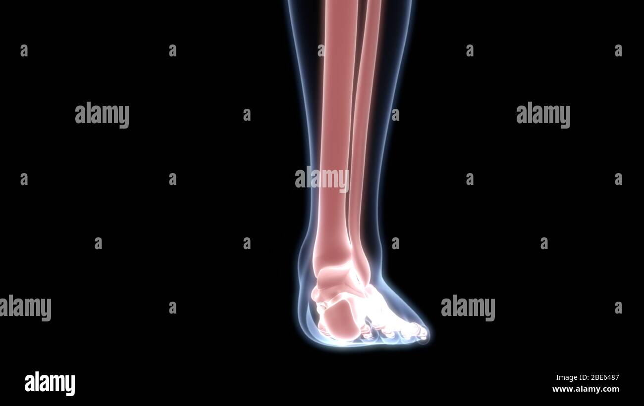 Giunti ossei dell'anatomia del sistema scheletrico umano Foto Stock